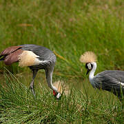 Grey Crowned Crane