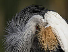 Grey Crowned Crane