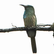 Blue-bearded Bee-eater