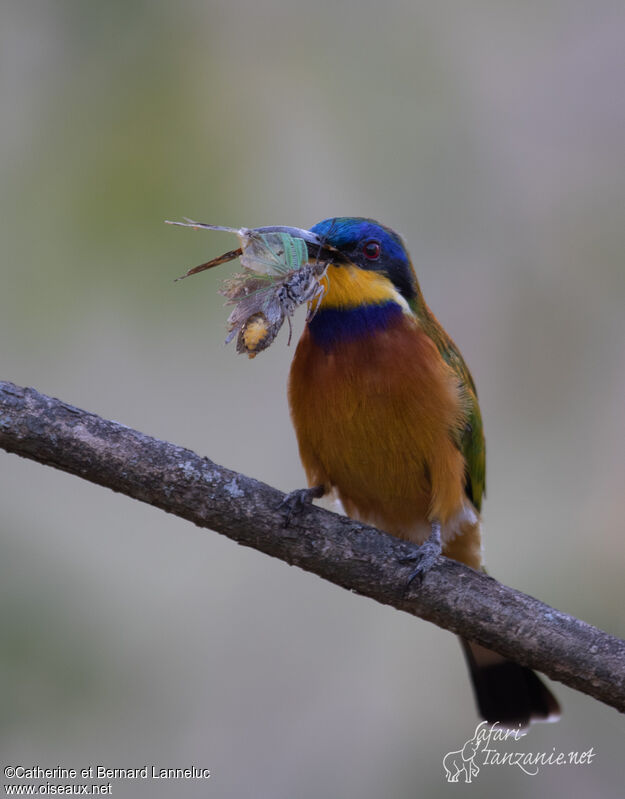 Blue-breasted Bee-eateradult, feeding habits, fishing/hunting