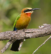 White-fronted Bee-eater