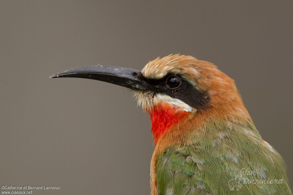 White-fronted Bee-eateradult, close-up portrait