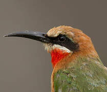 White-fronted Bee-eater