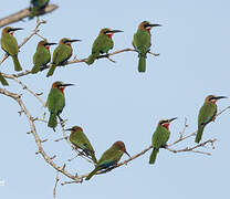 White-fronted Bee-eater