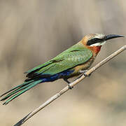 White-fronted Bee-eater