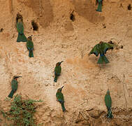 White-fronted Bee-eater