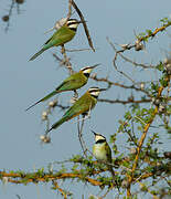 White-throated Bee-eater