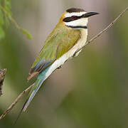 White-throated Bee-eater