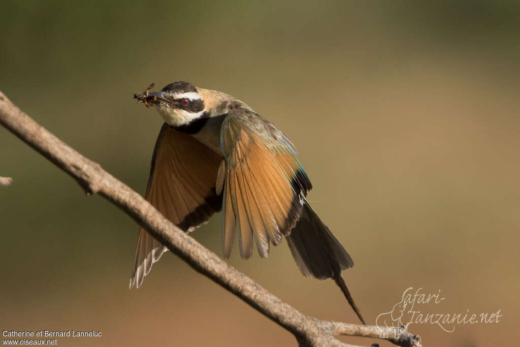 White-throated Bee-eateradult, Flight, feeding habits, Reproduction-nesting