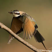 White-throated Bee-eater