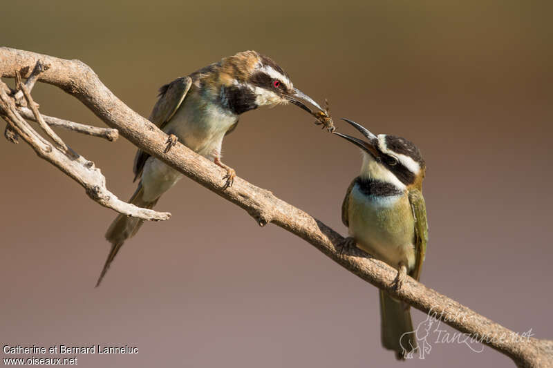 White-throated Bee-eater, feeding habits, Reproduction-nesting