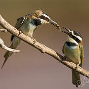 White-throated Bee-eater