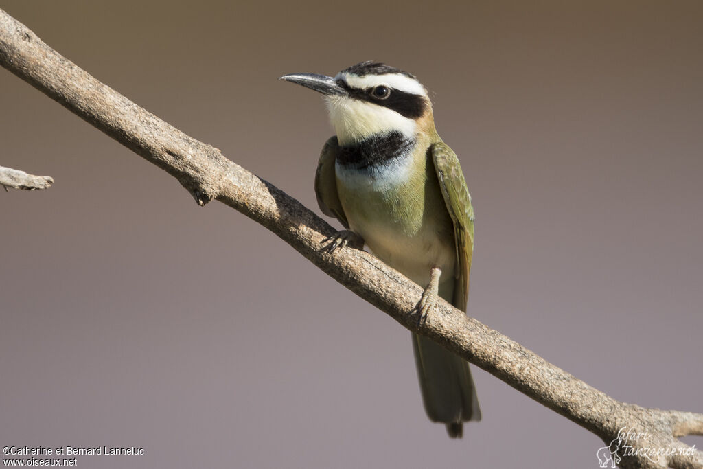 White-throated Bee-eaterjuvenile, identification