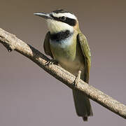 White-throated Bee-eater