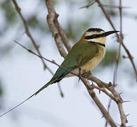 White-throated Bee-eater