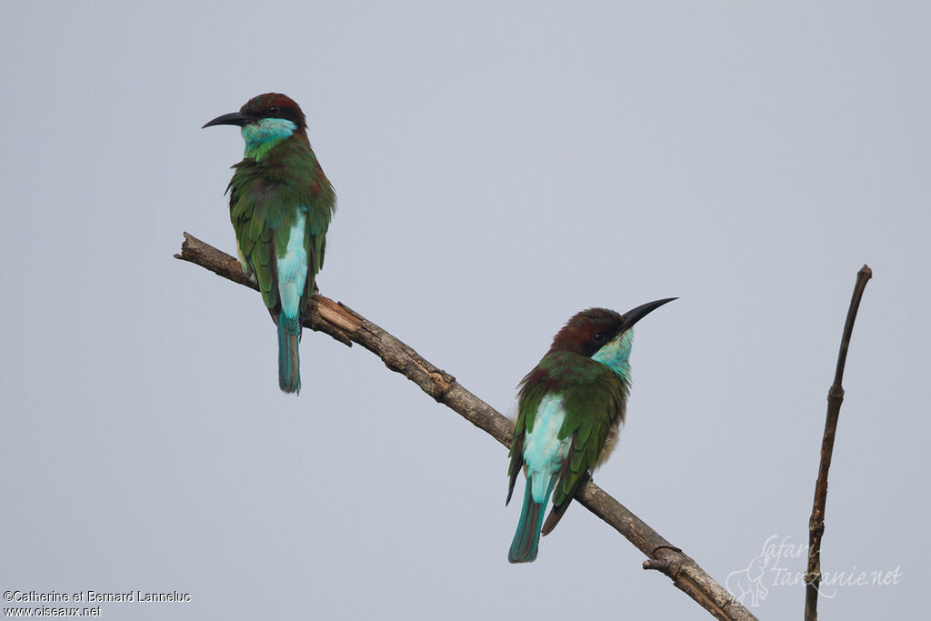 Blue-throated Bee-eateradult