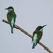 Blue-throated Bee-eater