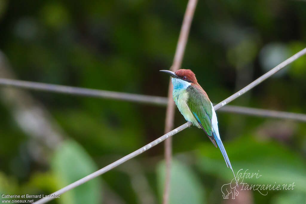 Blue-throated Bee-eateradult, identification