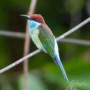 Blue-throated Bee-eater