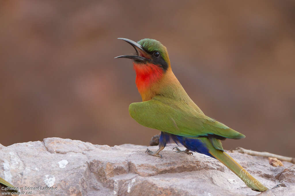 Guêpier à gorge rougeadulte, identification