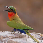 Red-throated Bee-eater