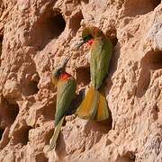 Red-throated Bee-eater