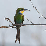 Swallow-tailed Bee-eater