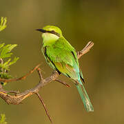 Swallow-tailed Bee-eater