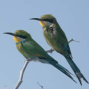 Swallow-tailed Bee-eater