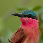 Southern Carmine Bee-eater