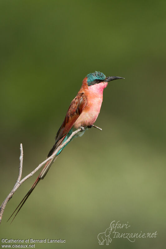 Southern Carmine Bee-eater, identification