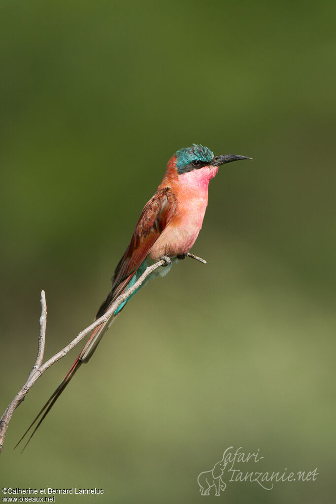 Guêpier carmin, identification