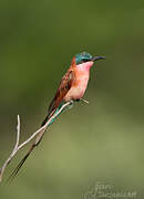 Southern Carmine Bee-eater