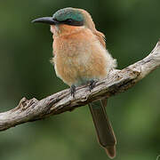 Southern Carmine Bee-eater