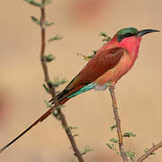 Southern Carmine Bee-eater