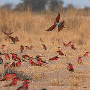 Southern Carmine Bee-eater