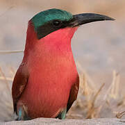 Southern Carmine Bee-eater