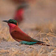 Southern Carmine Bee-eater