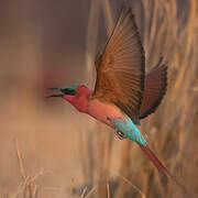 Southern Carmine Bee-eater