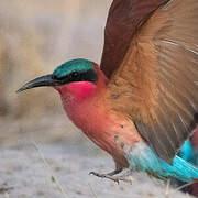 Southern Carmine Bee-eater