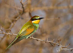 European Bee-eater