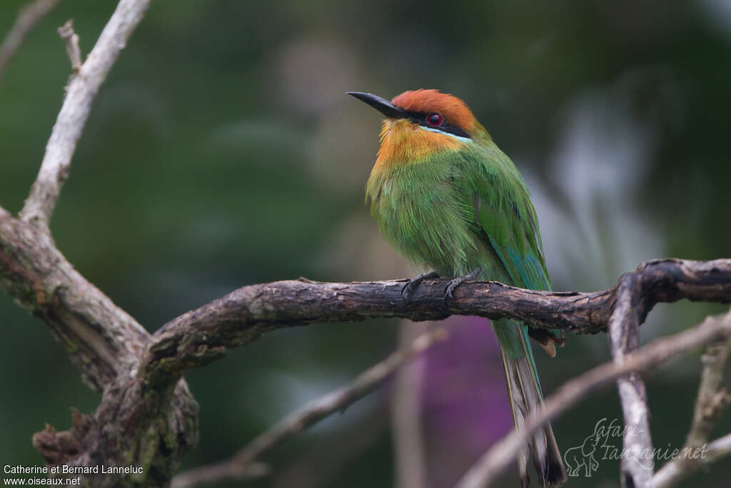 Guêpier de Böhmadulte, identification