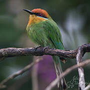 Böhm's Bee-eater