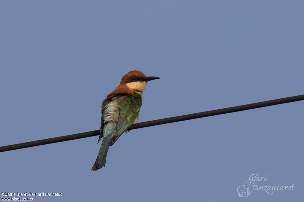 Chestnut-headed Bee-eateradult