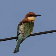 Chestnut-headed Bee-eater