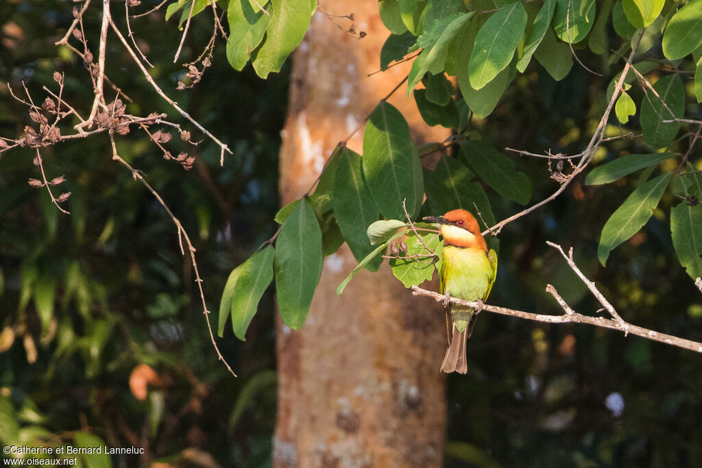 Chestnut-headed Bee-eateradult