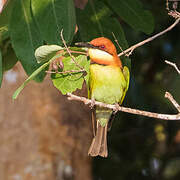 Chestnut-headed Bee-eater