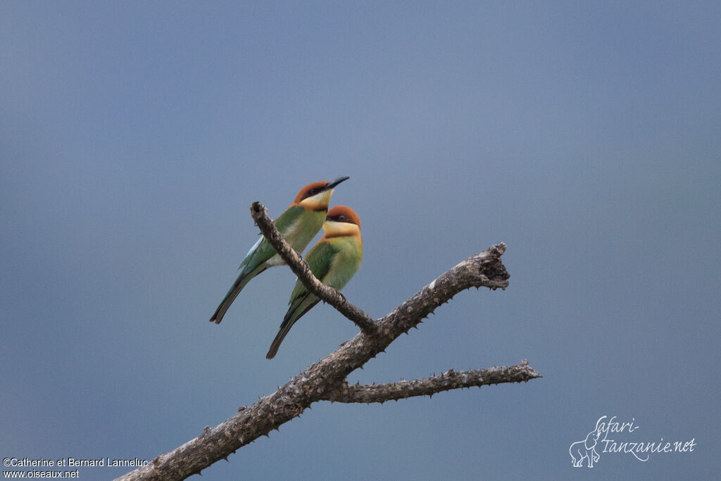 Chestnut-headed Bee-eateradult