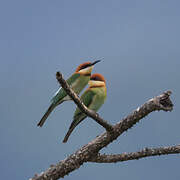 Chestnut-headed Bee-eater