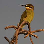 Olive Bee-eater